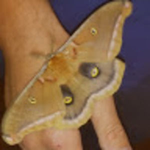 Meet your Posher, Terri